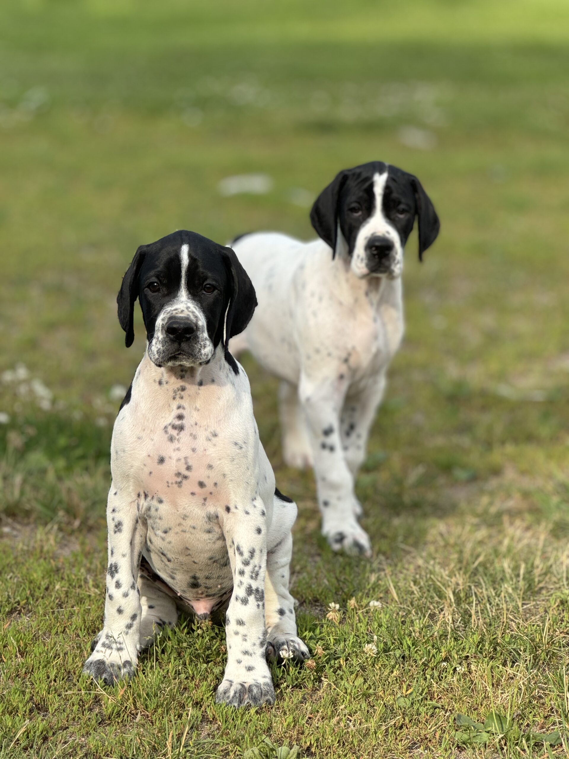 Puppies for sale