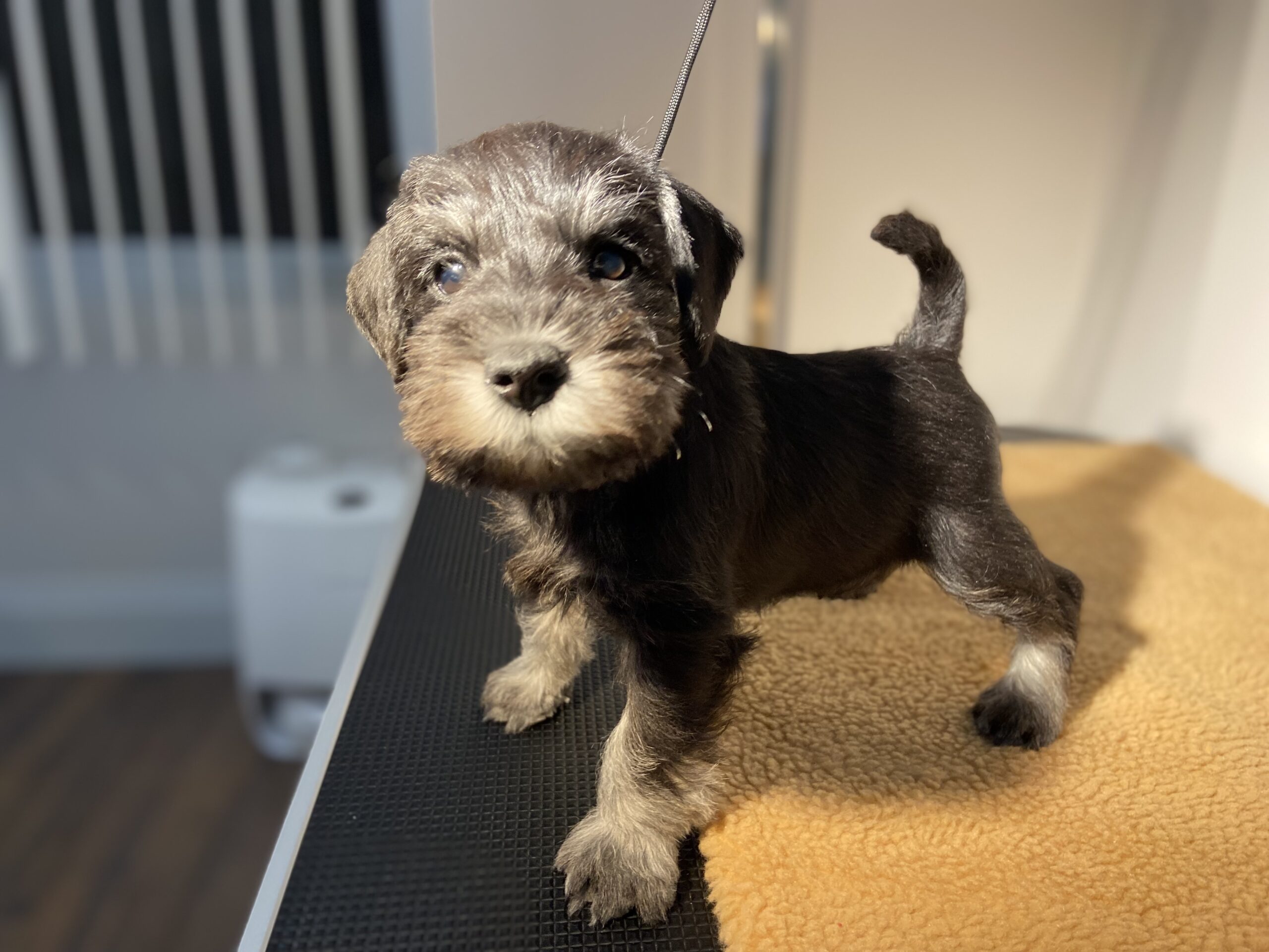Puppies for sale