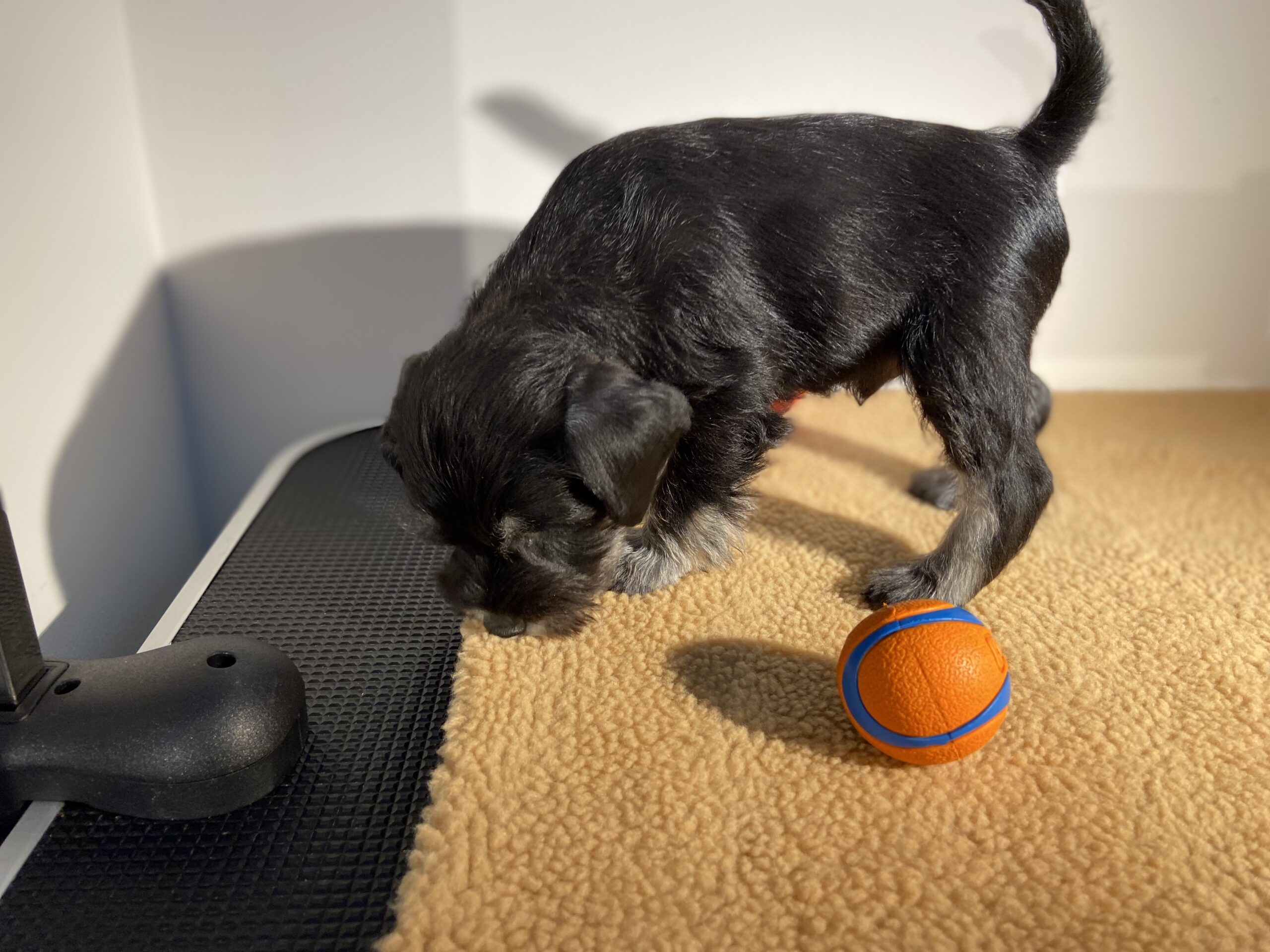 Puppies for sale