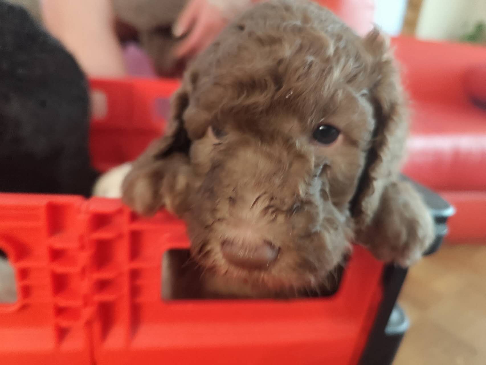 Puppies for sale