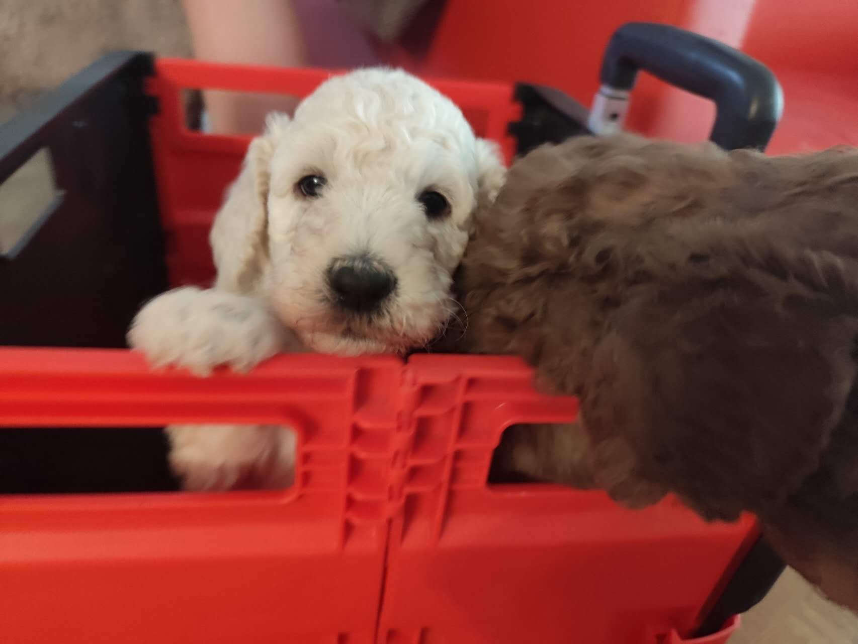 Puppies for sale