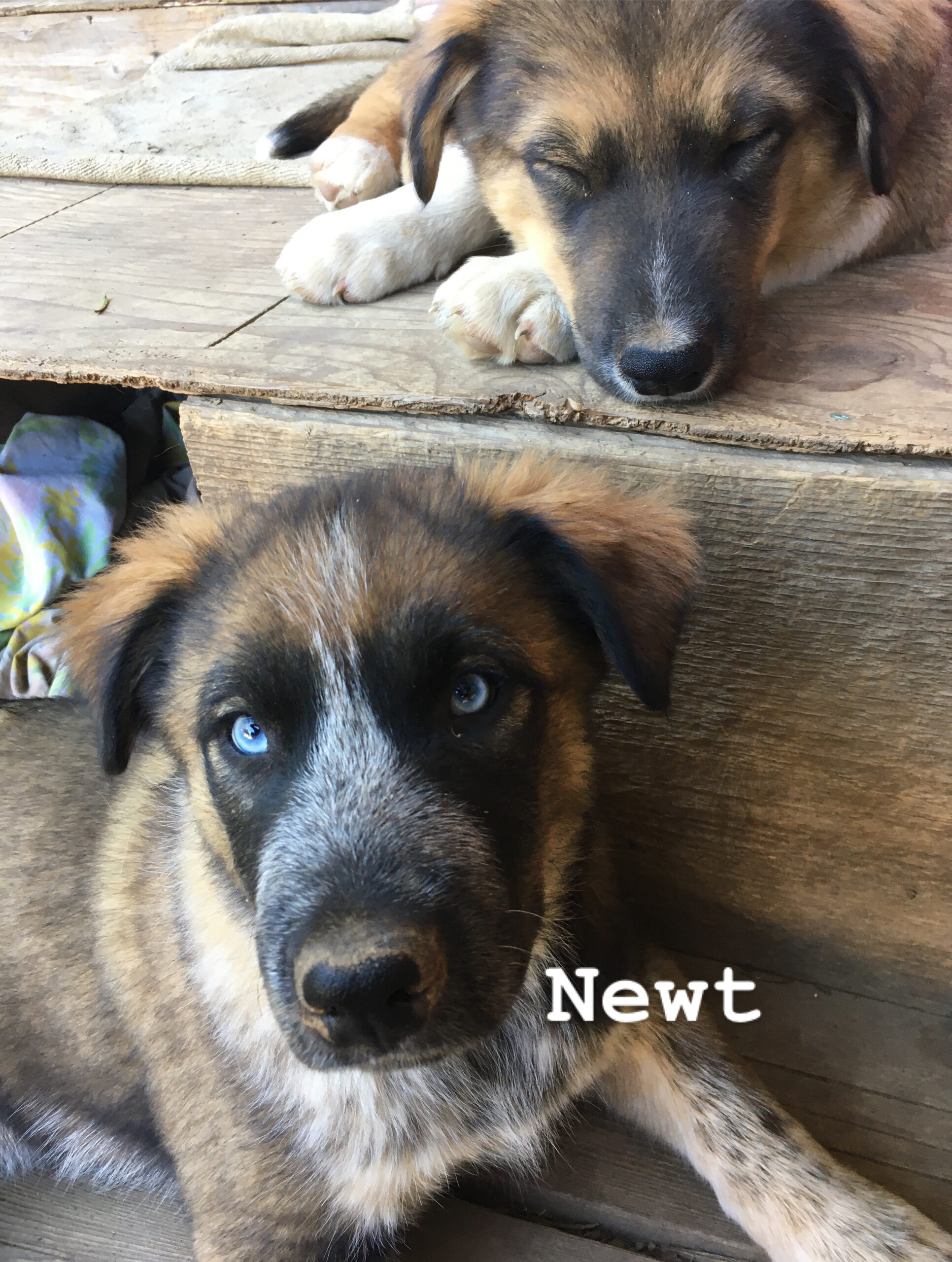 Puppies for sale