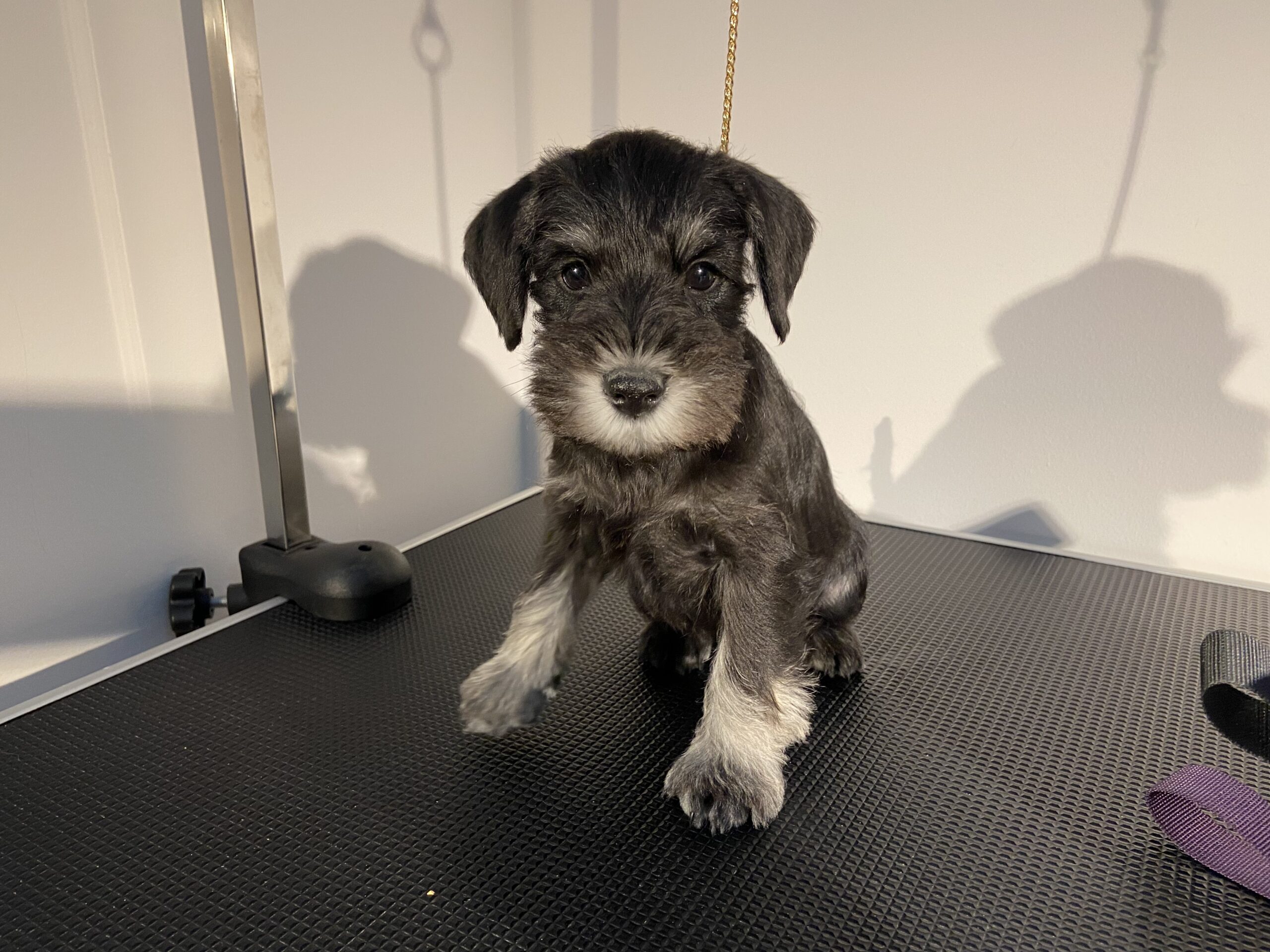 Puppies for sale