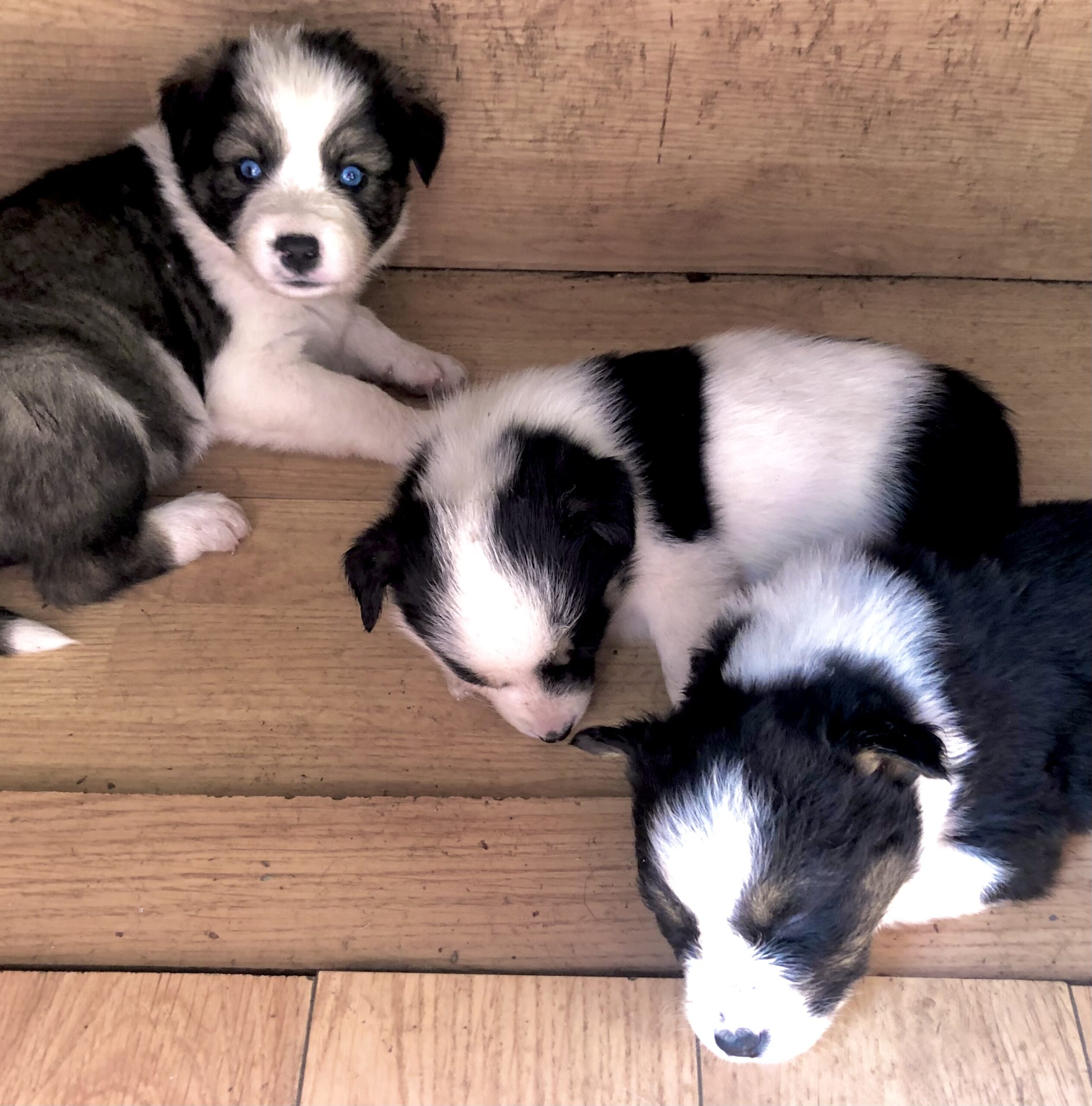 Puppies for sale