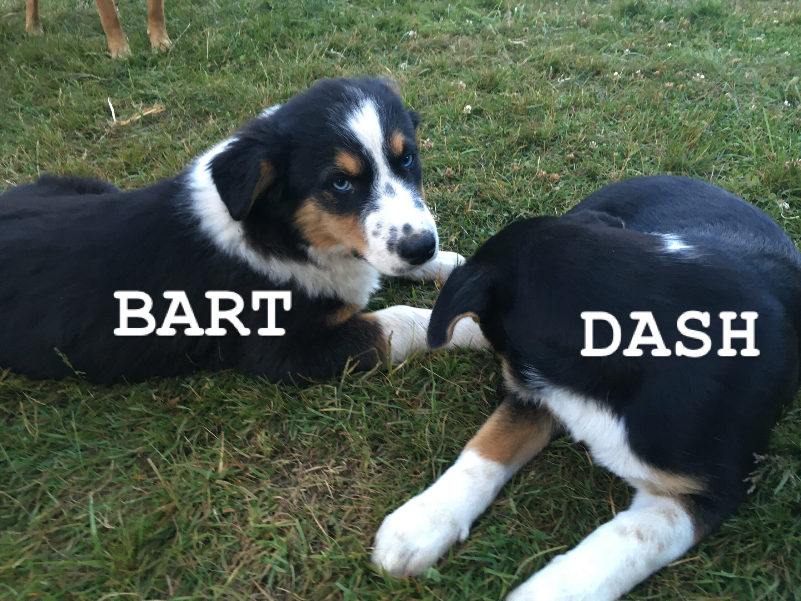 Puppies for sale