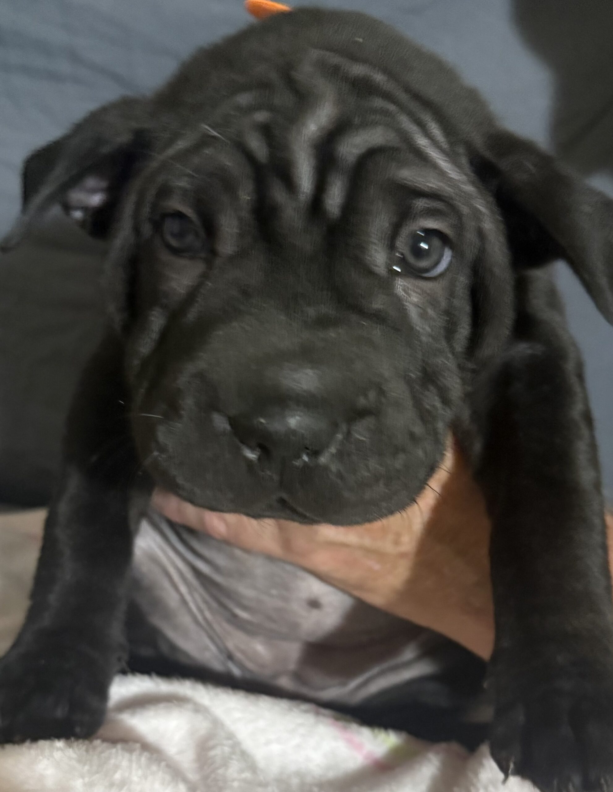 Shar Pei  Puppy for sale