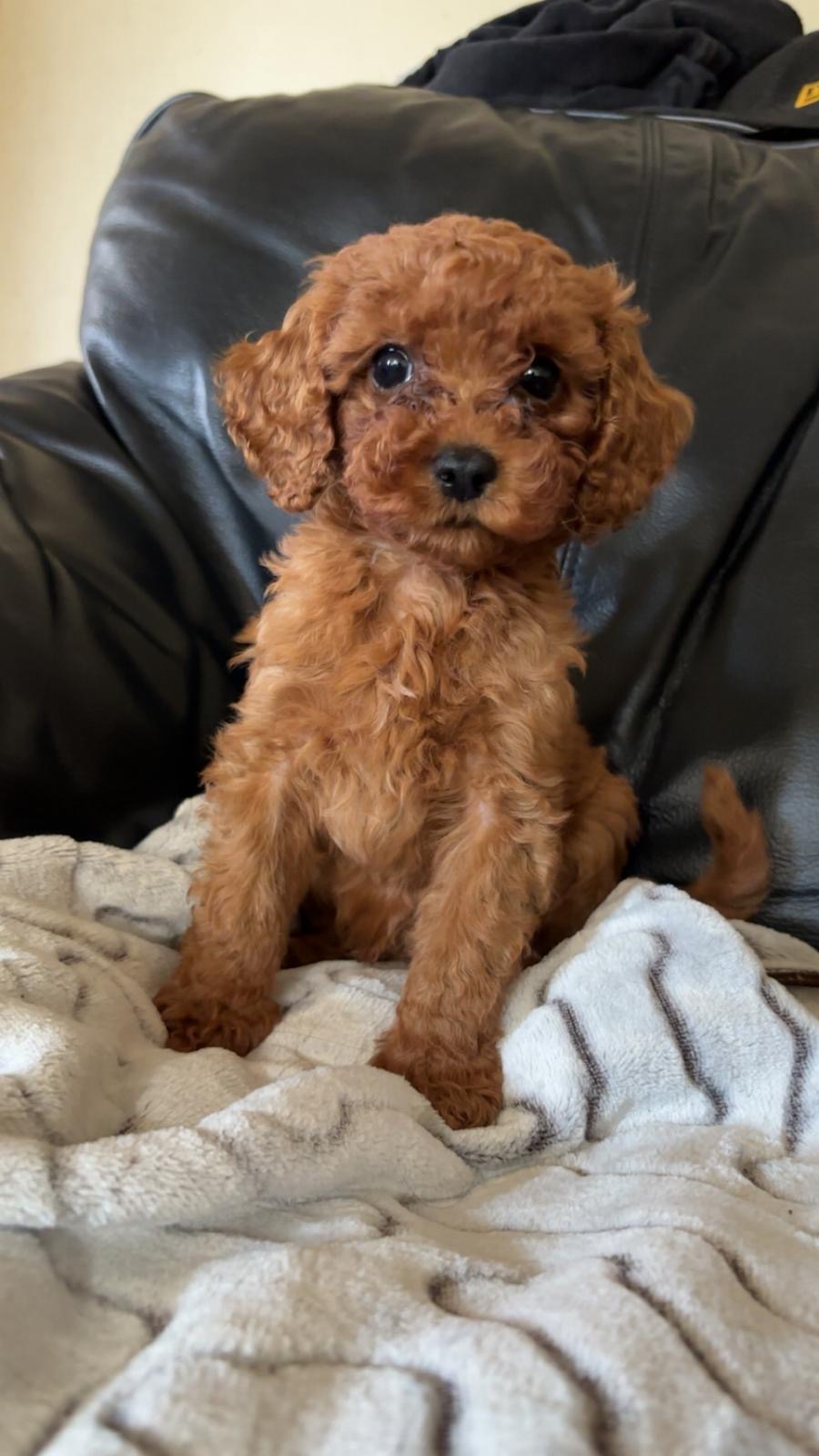 Puppies for sale