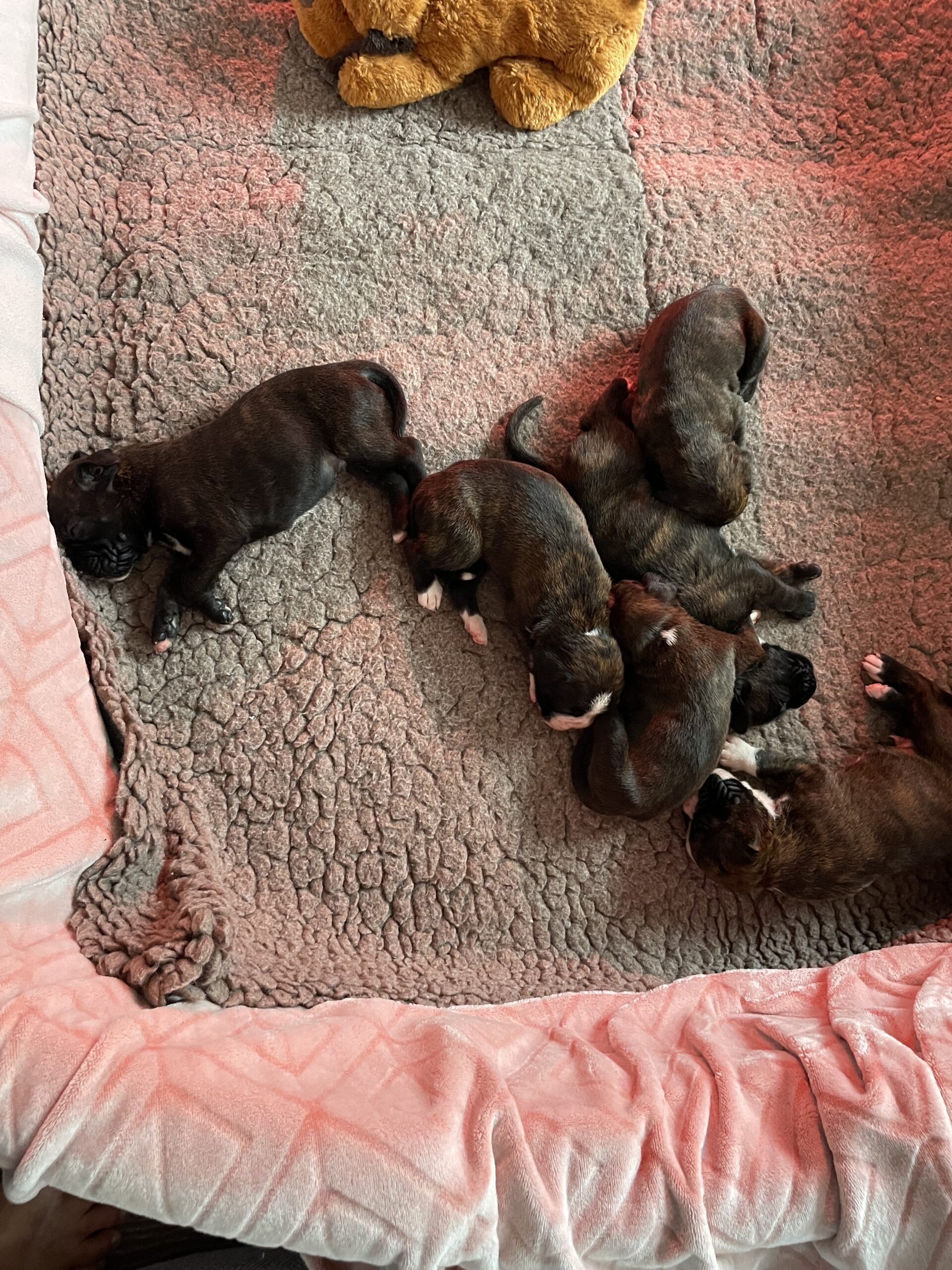 the litter