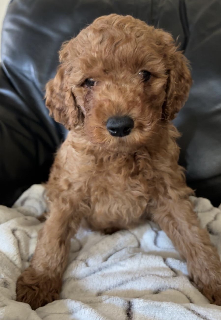 Puppies for sale