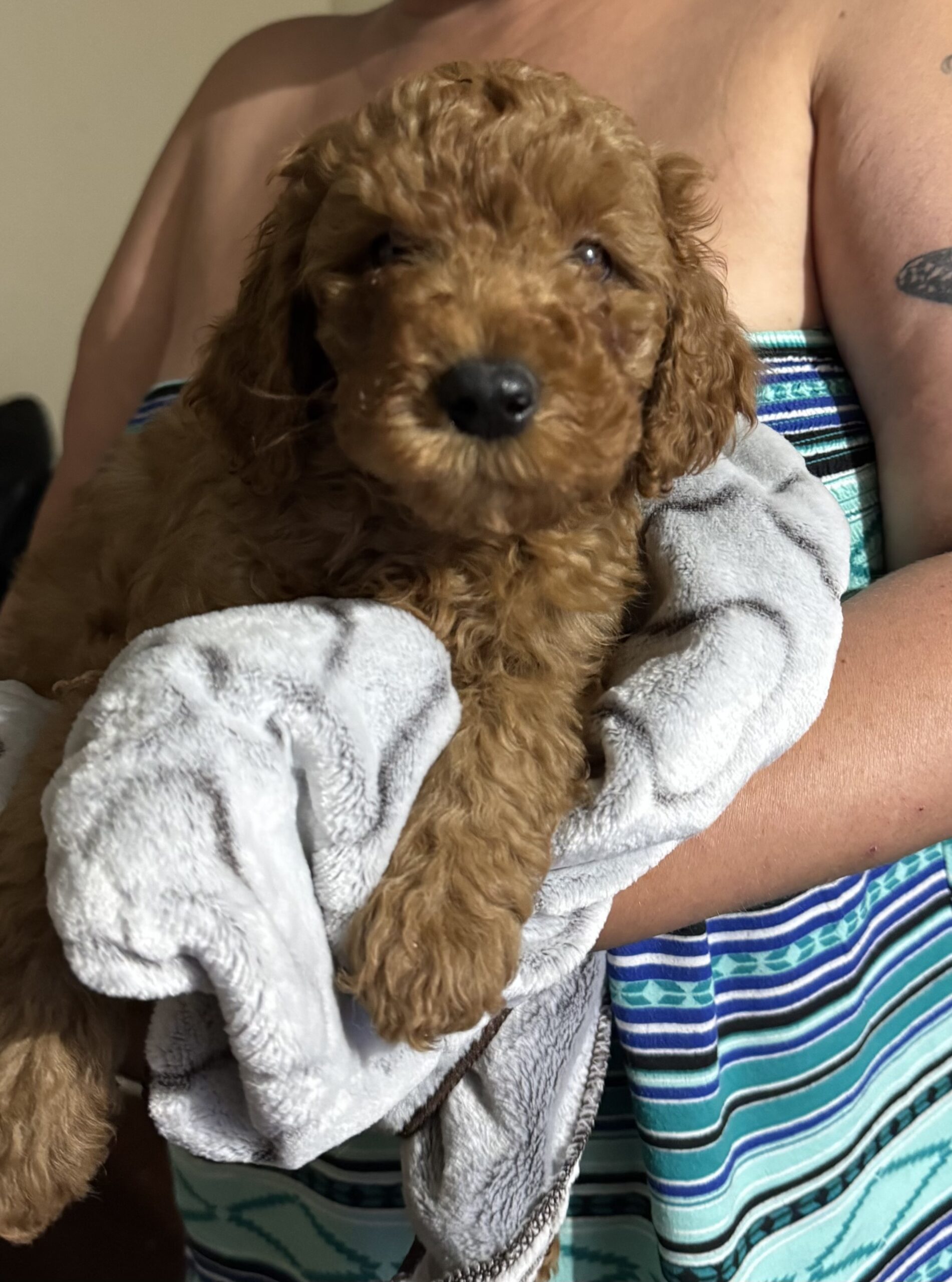 Puppies for sale