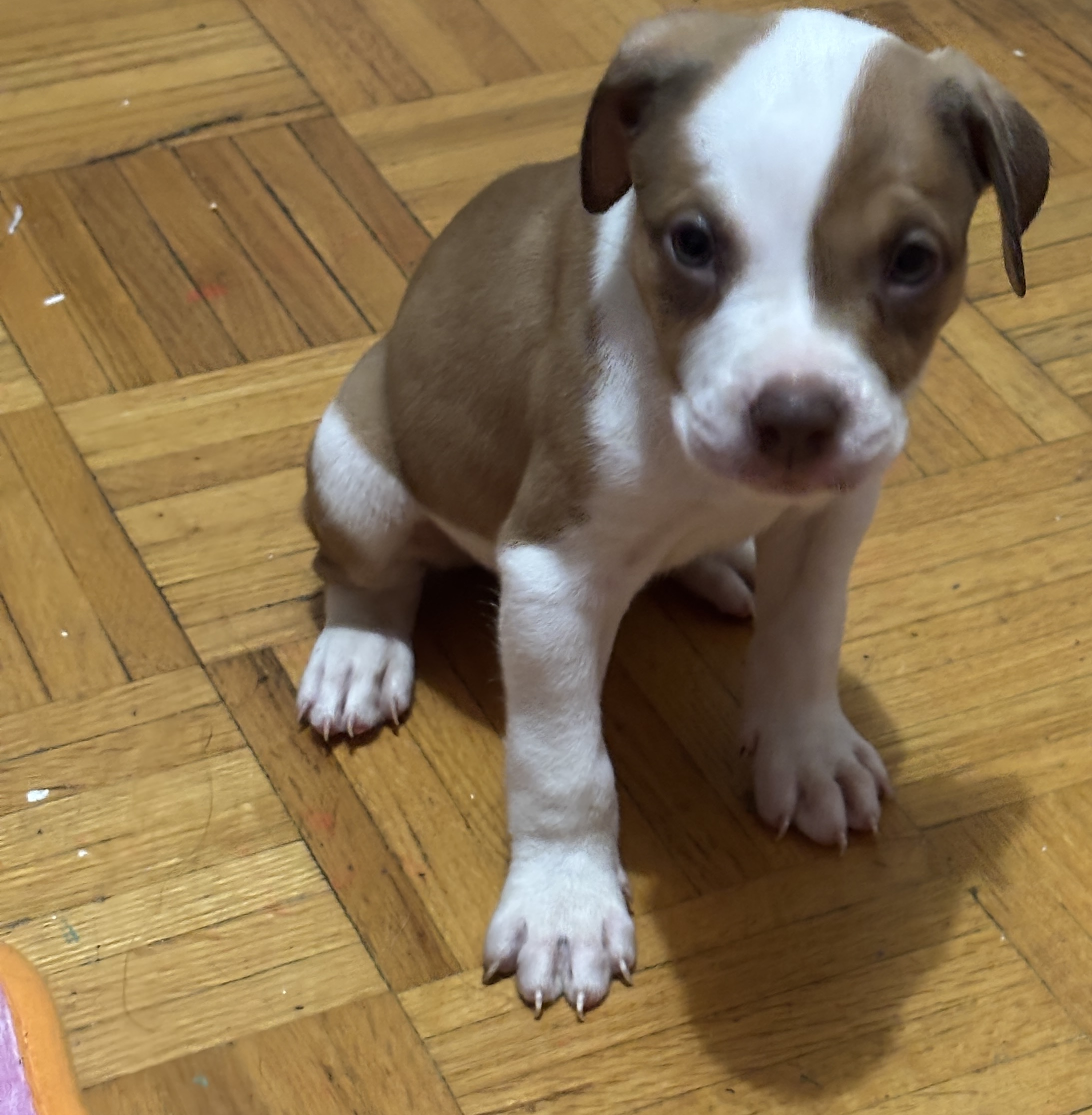Puppies for sale