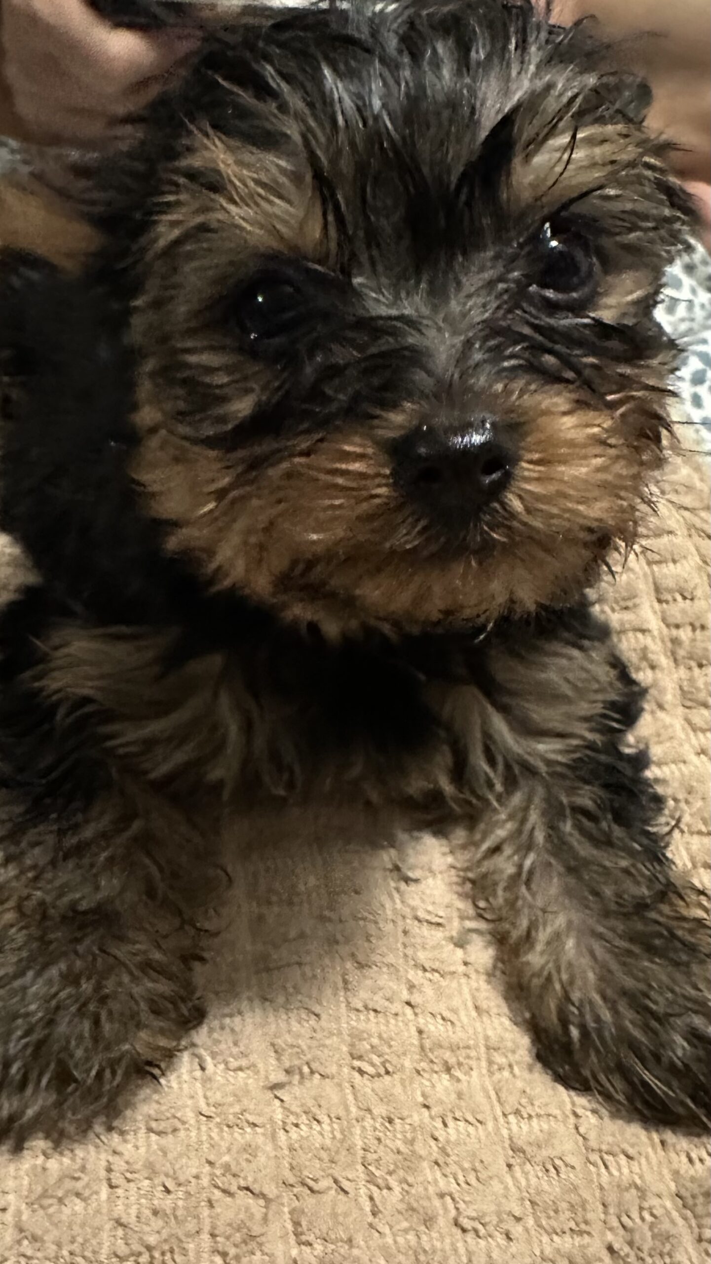 Puppy