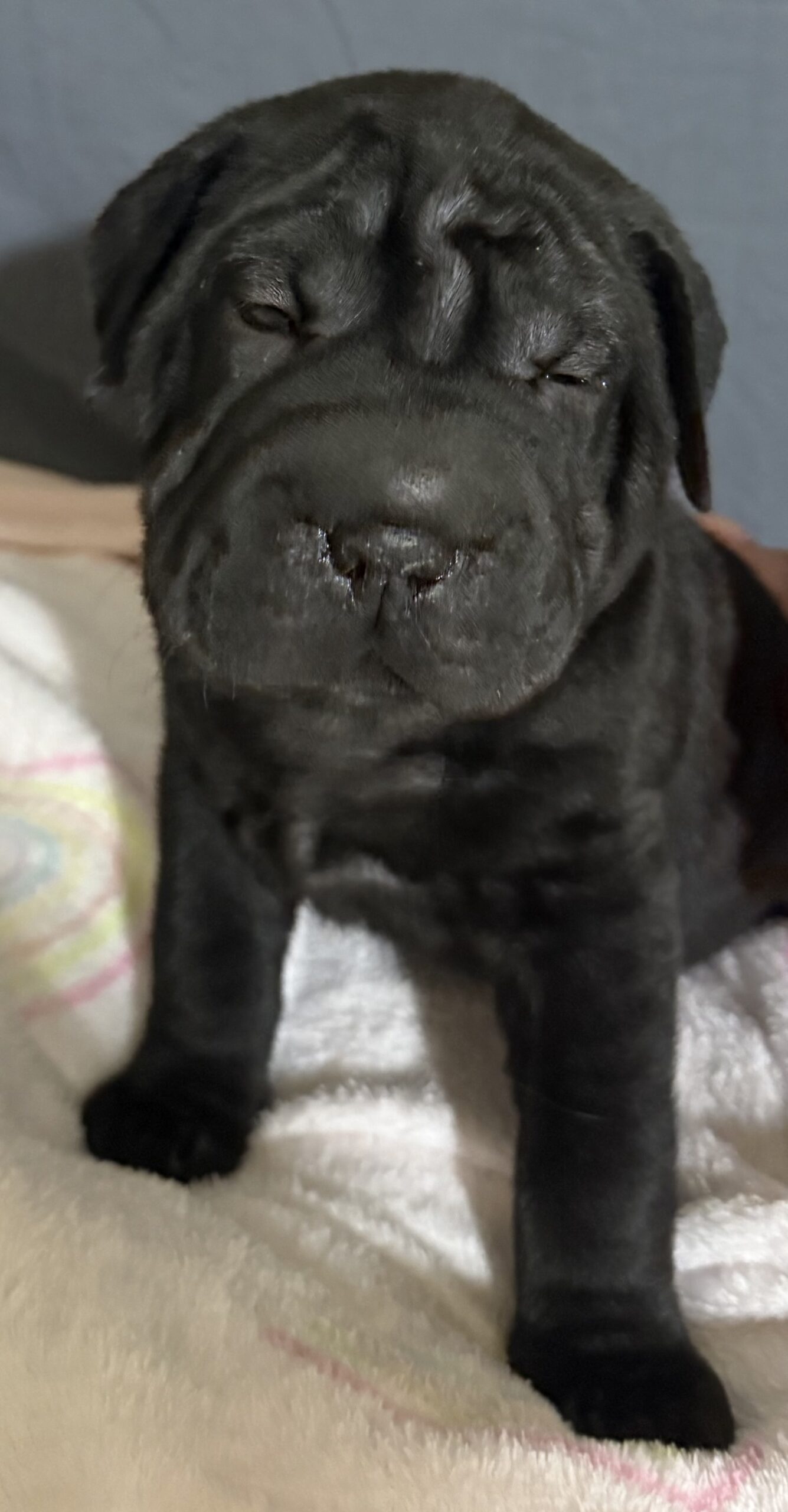 Shar Pei  Puppy for sale