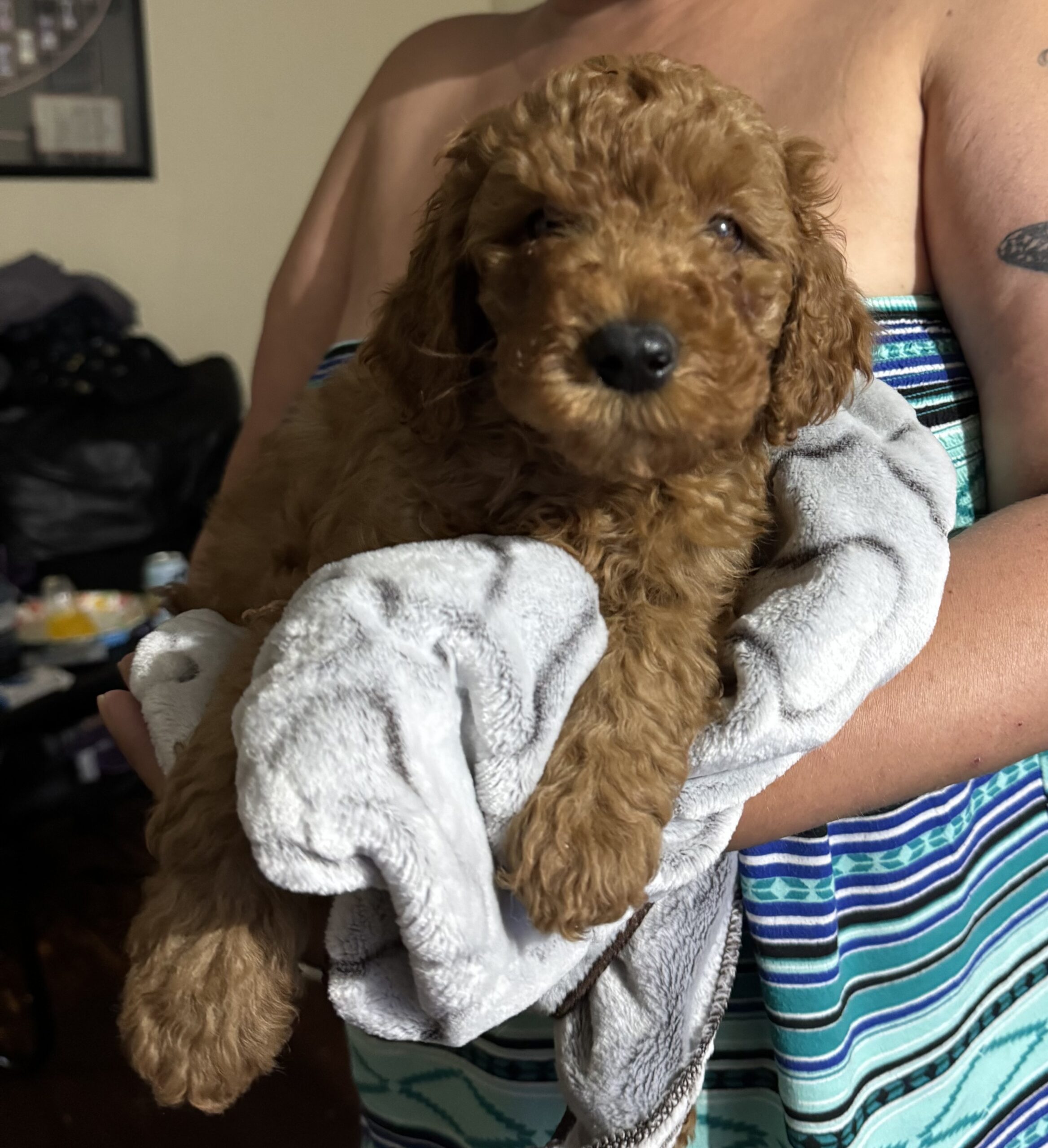 Puppies for sale