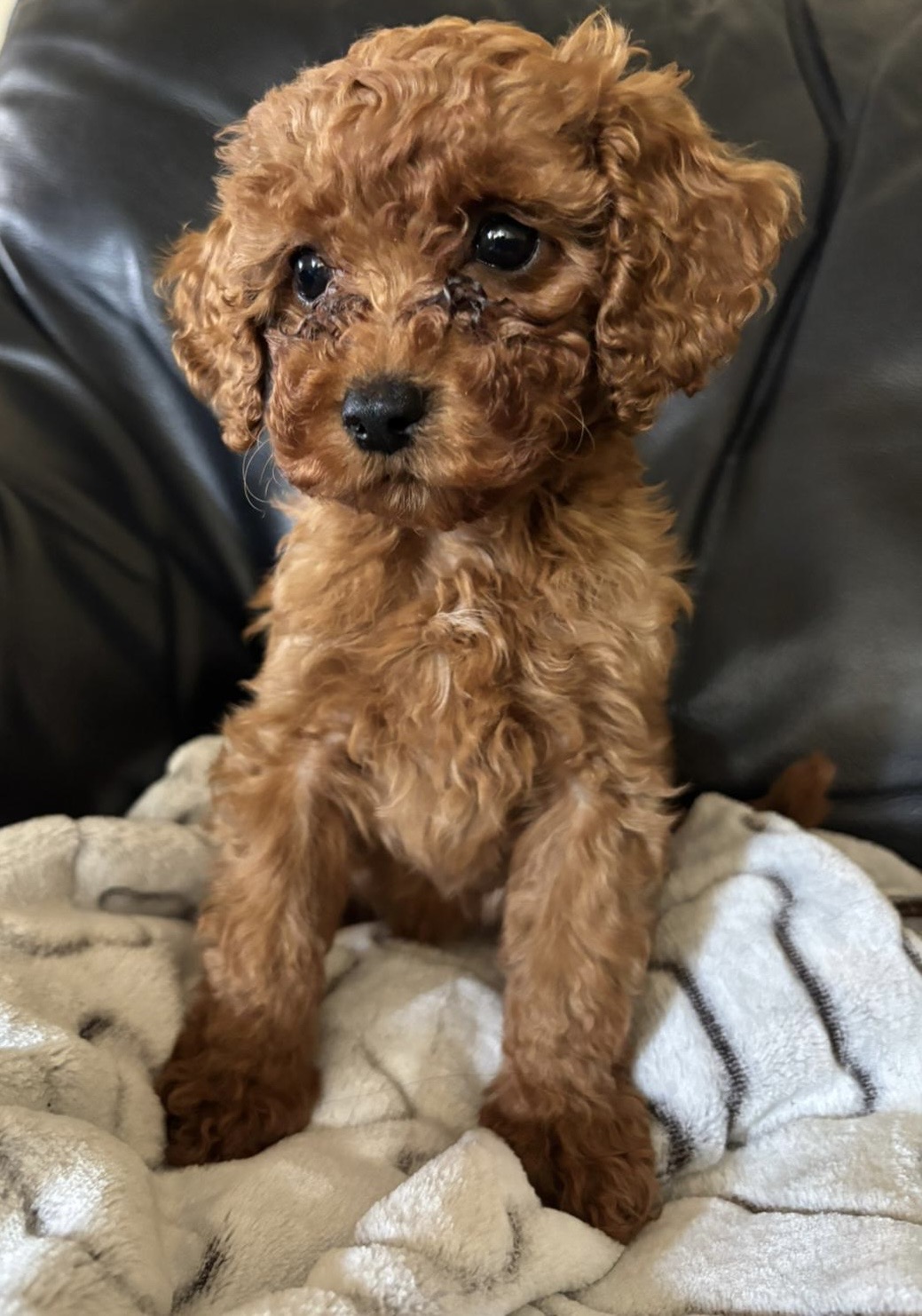 Puppies for sale