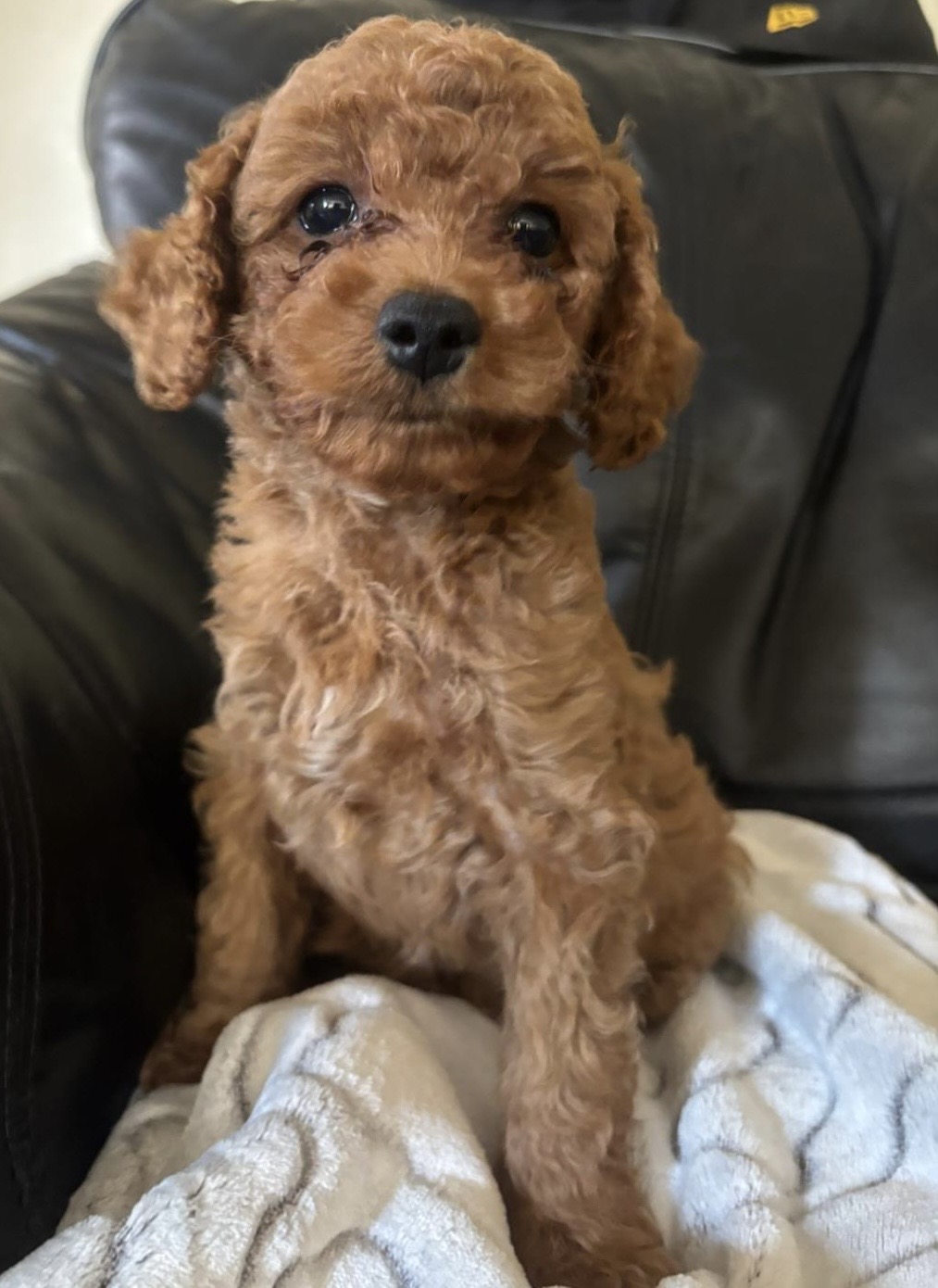 Puppies for sale