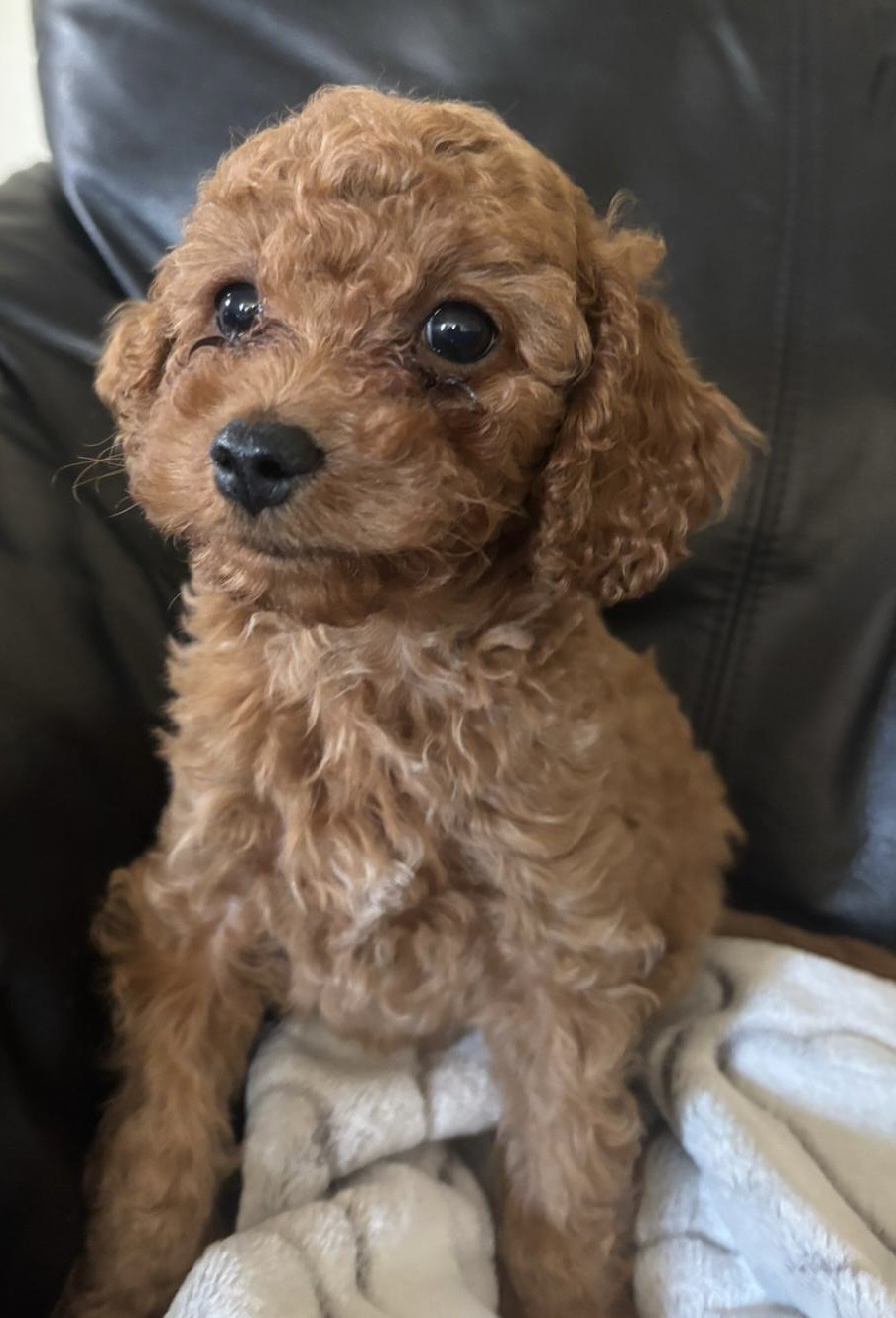 Puppies for sale
