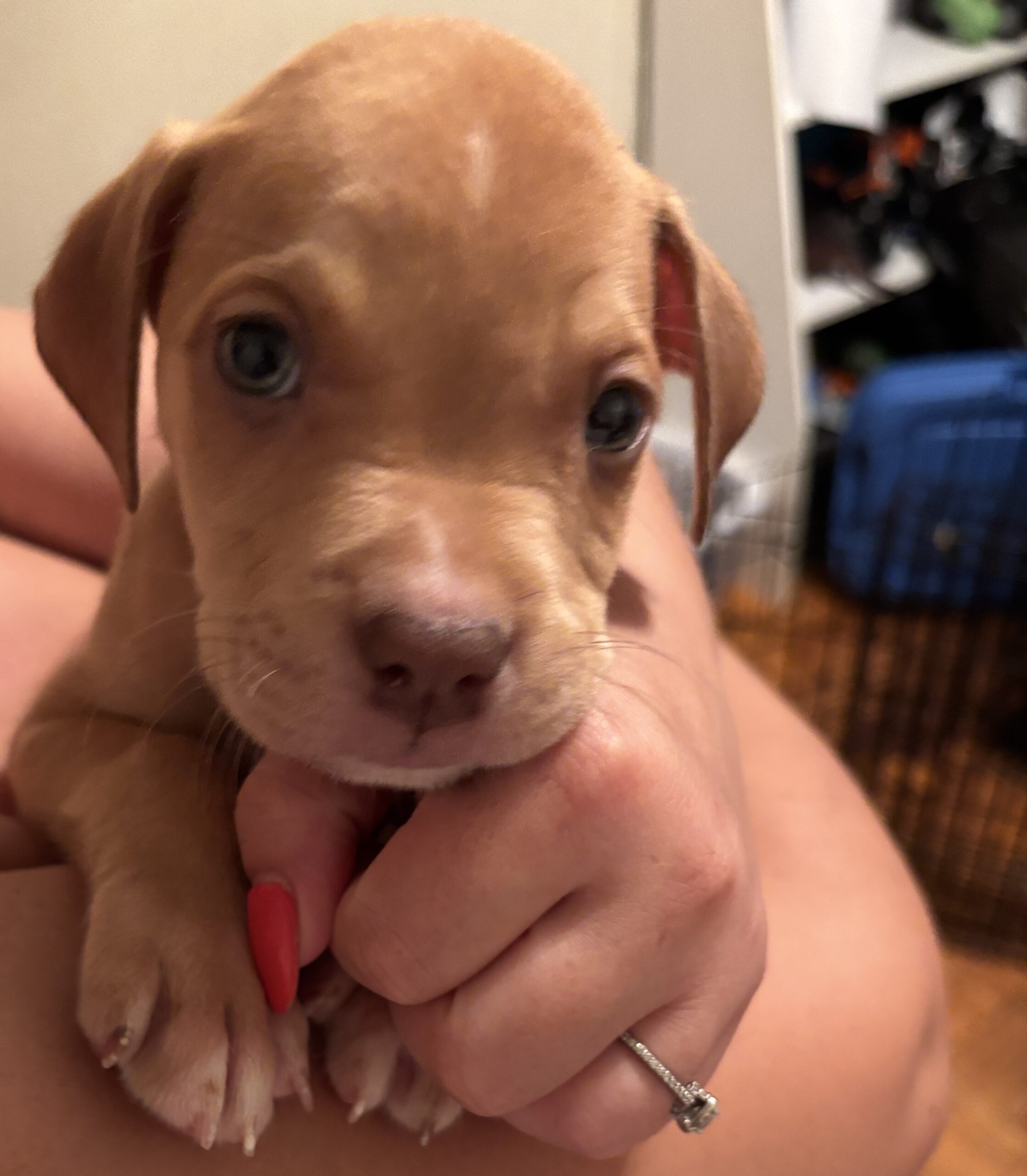 Puppies for sale