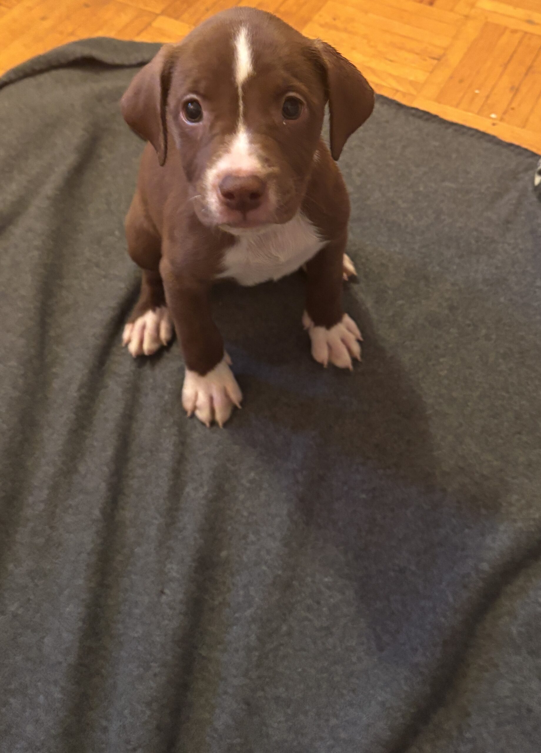 Puppies for sale
