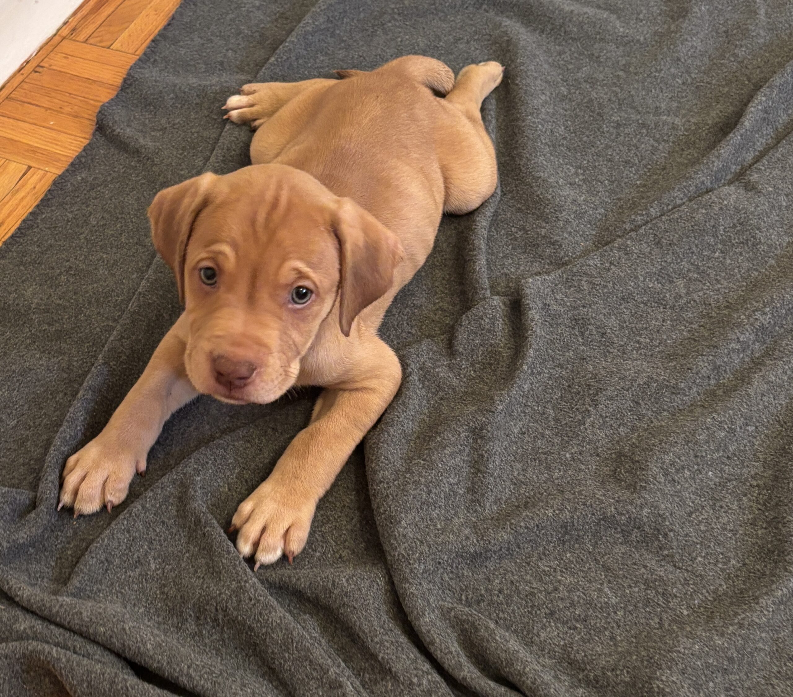 Puppies for sale