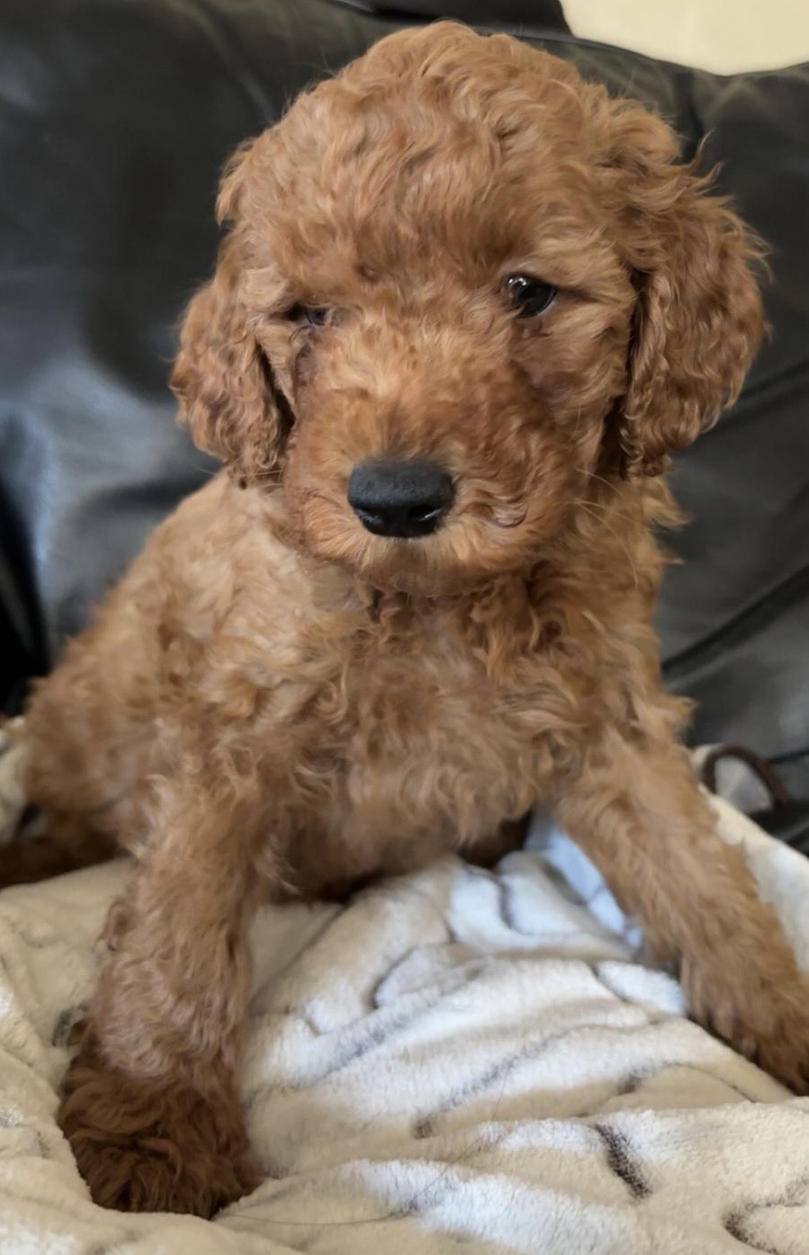 Puppies for sale