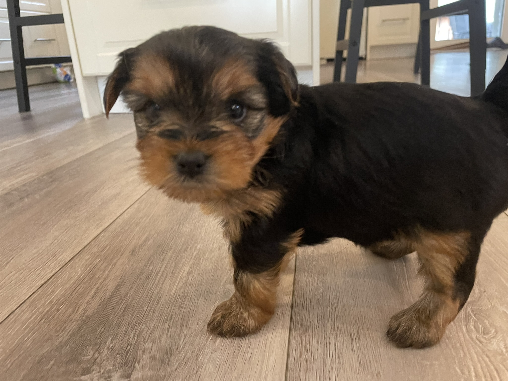Yorkie Puppies for sale