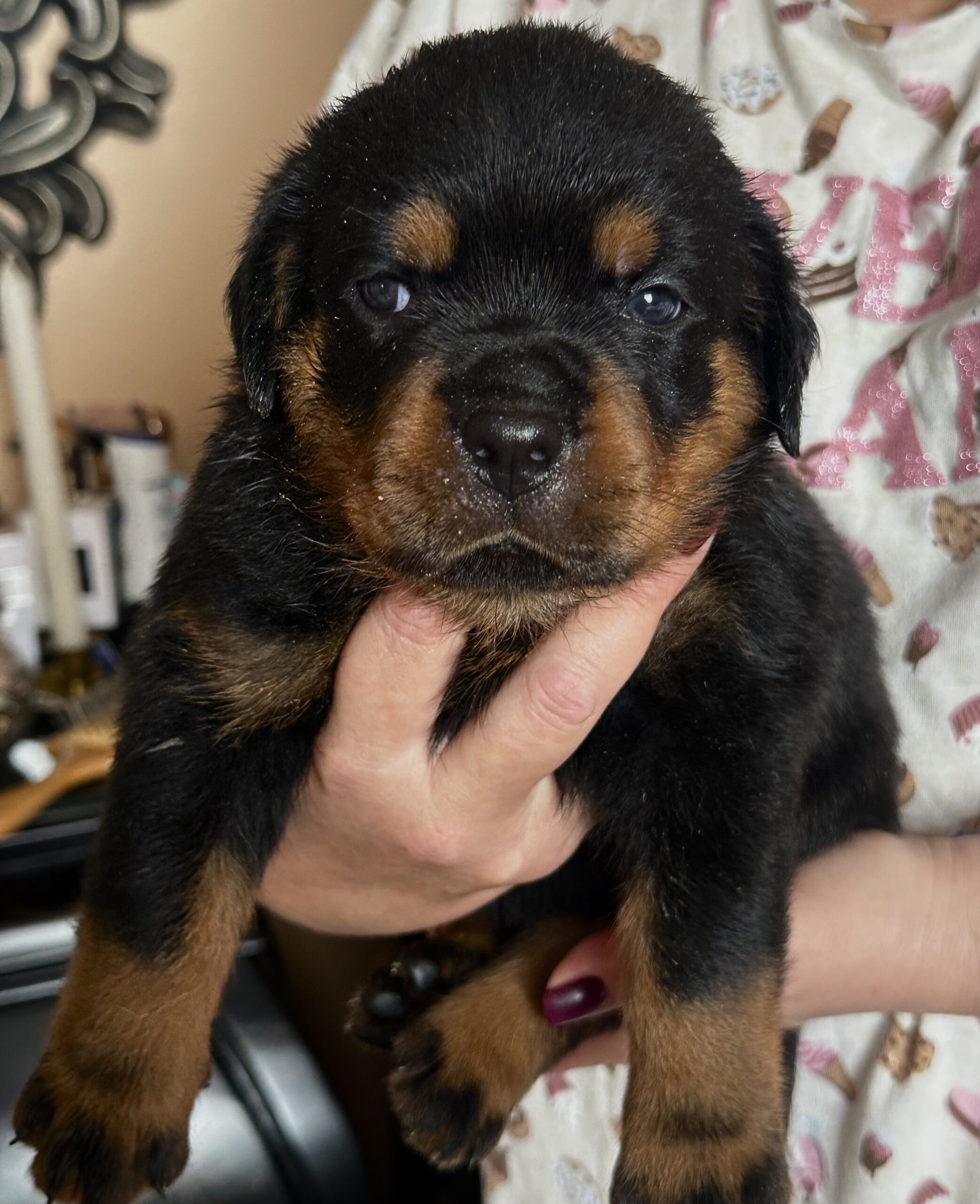 Puppies for sale