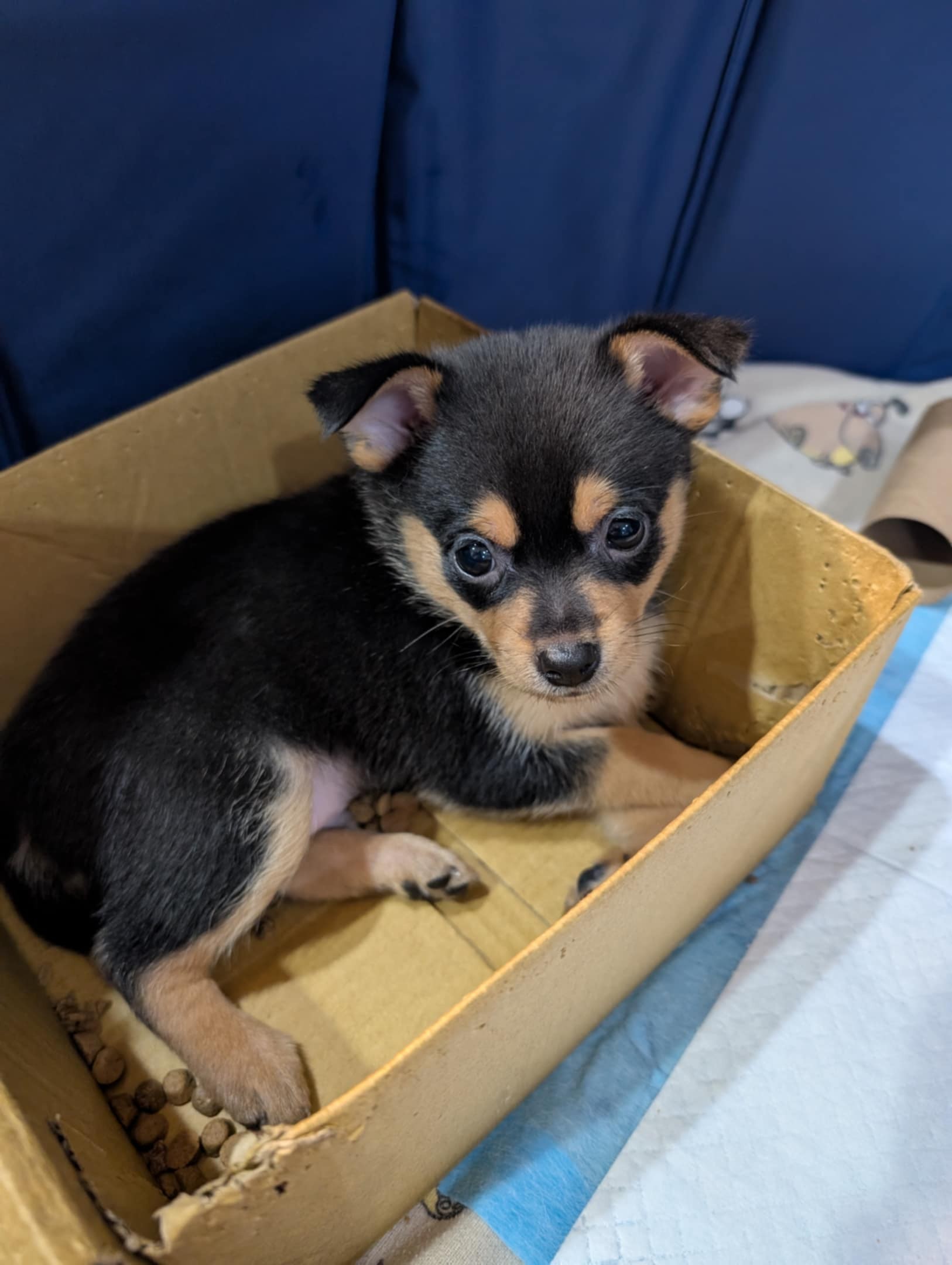 Pomchi Puppies for sale