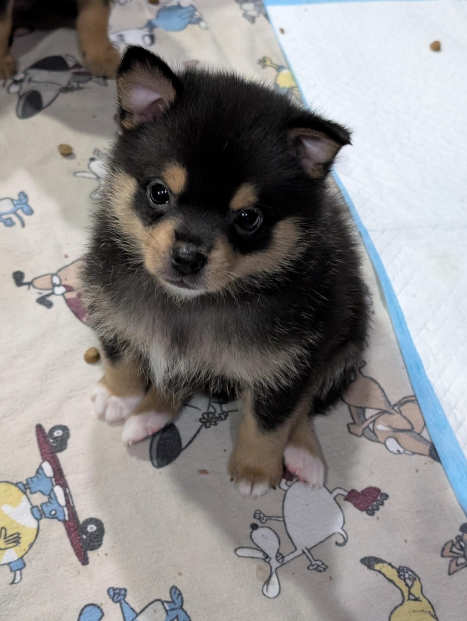 Puppies for sale