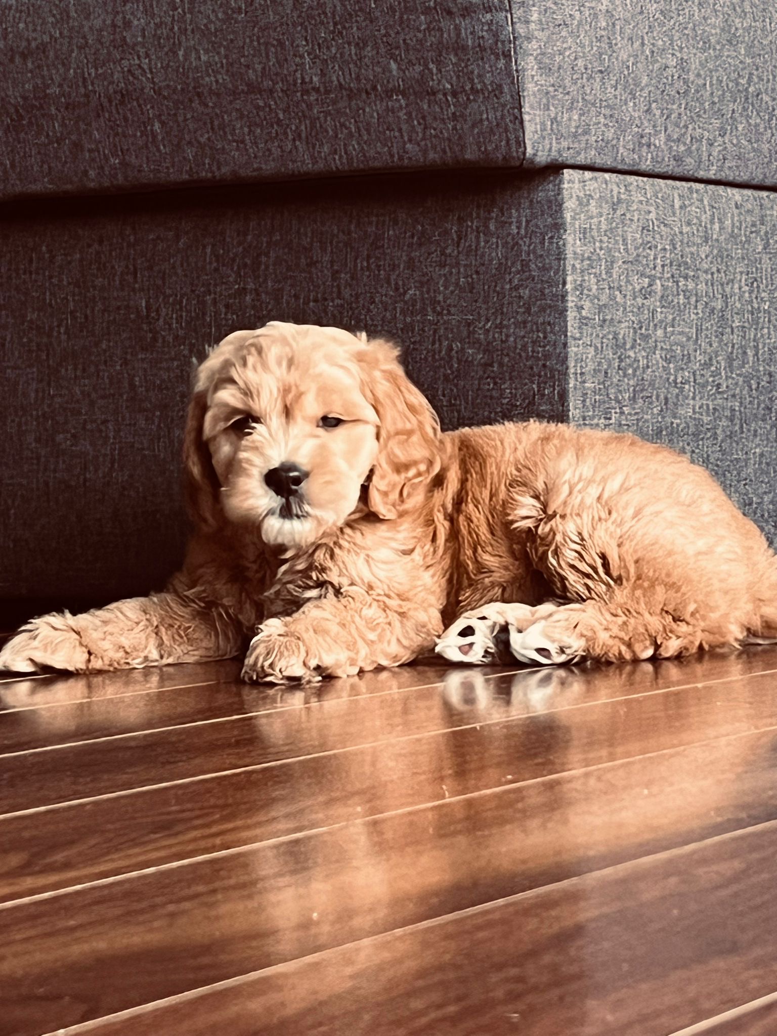 Puppies for sale