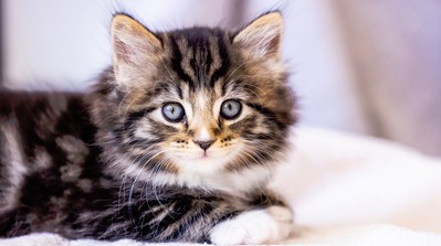 "News-style graphic summarizing recent cat-related headlines, including welfare concerns, investigations, and unusual cat stories."