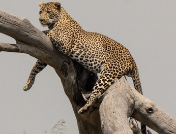 Conservation teams monitor and protect wildlife in shared landscapes, using habitat restoration, community engagement and conflict-reduction measures to help people and wild animals coexist safely.