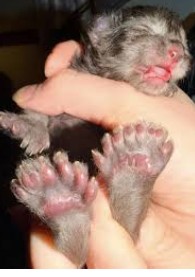Maine Coon kitten showing its paws with an extraordinary 29 toes, highlighting the record-breaking polydactyl cat’s unusual paw count.