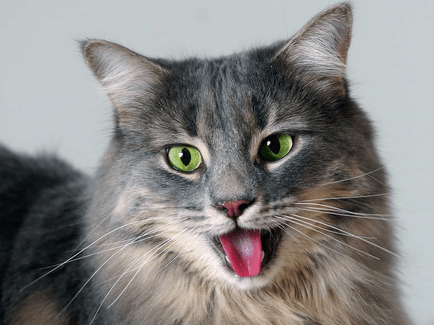 Cats most vulnerable to heat stroke, including kittens, senior cats, overweight cats and those with underlying health conditions, resting in warm surroundings.