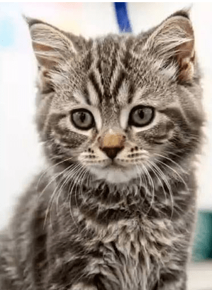 Frequently asked questions about bobtail kittens, covering their appearance, personality, care, health and unique short tails.
