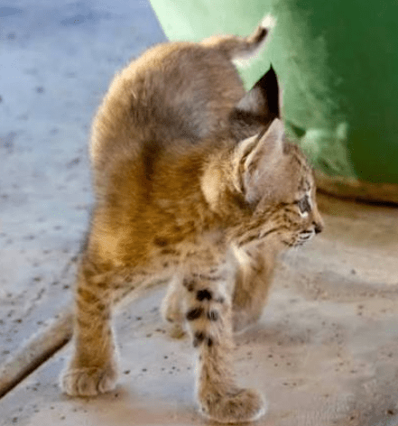 Fun facts about bobtail kittens, highlighting their unique short tails, playful personalities and distinctive characteristics.