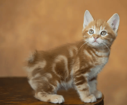 Bobtail kitten learning basic commands and social skills while playing with toys and interacting calmly with people and other pets in a safe home environment.