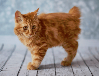A playful bobtail kitten with its naturally short tail interacting confidently with people in a cosy home, showing its affectionate, intelligent, and social personality.
