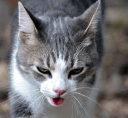 Cat showing signs of heat stroke, including heavy panting and weakness, highlighting common causes of overheating in cats.