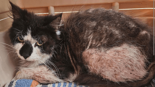 Cat beside spot-on flea treatment, flea tablets and a flea collar, comparing different options for protecting cats from flea infestations.