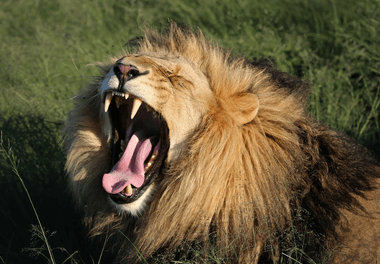 Global efforts to protect big cats, showing conservation initiatives focused on saving lions, tigers, leopards and other threatened wild cats for future generations.