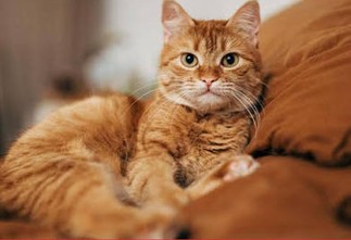Political pet awards, local animal rescue updates and important animal welfare warnings affecting pets and communities across the UK and beyond.