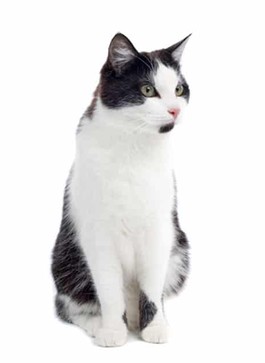 Stray cats facing a growing crisis, with rescue, neutering, rehoming and community support needed to prevent numbers from rising further.