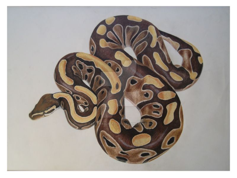 Ball Python Drawing At Getdrawings Free Download - Premium Minimal Texture Gallery - Ultra HD