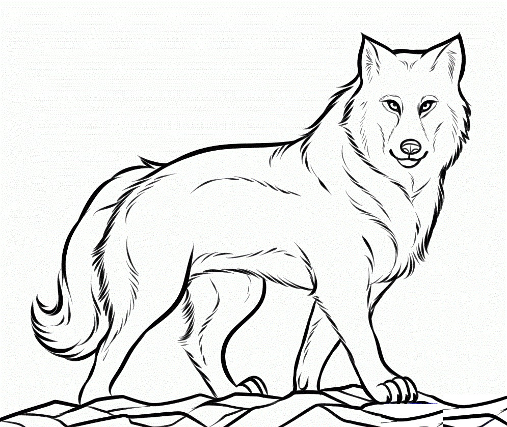 Red Wolf Drawing At Getdrawings Free Download Red Wolf Drawing At Getdrawings Free Download