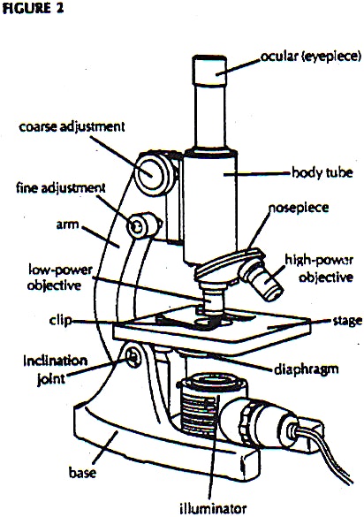 Worksheet answers label the parts the pound light microscope lab answers . Simple Microscope Drawing at GetDrawings | Free download