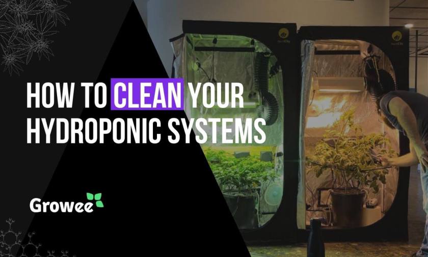 How to Clean Hydroponic System: Easy Steps for Sparkling Results