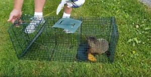 groundhog kill cage humane ways around