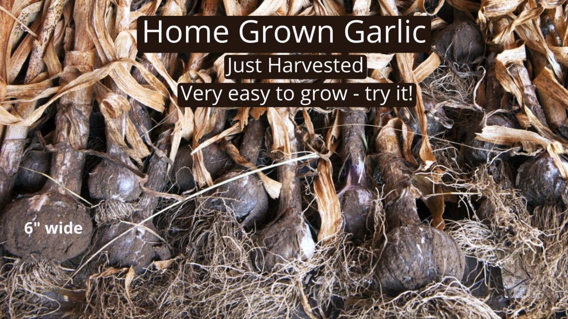 What Makes Garlic So Popular? 