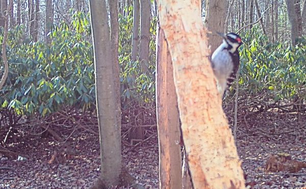 The Edge of the Wood: Every body gotta eat 4 Messeder wood pecker